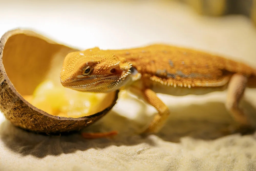 Can Birds, Reptiles, Amphibians and Fish Have CBD?