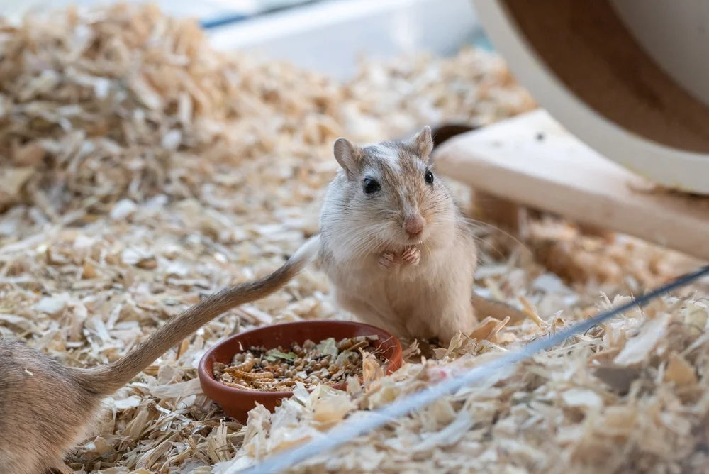 CBD for Small Pets: Why Measurement Is the Real Problem
