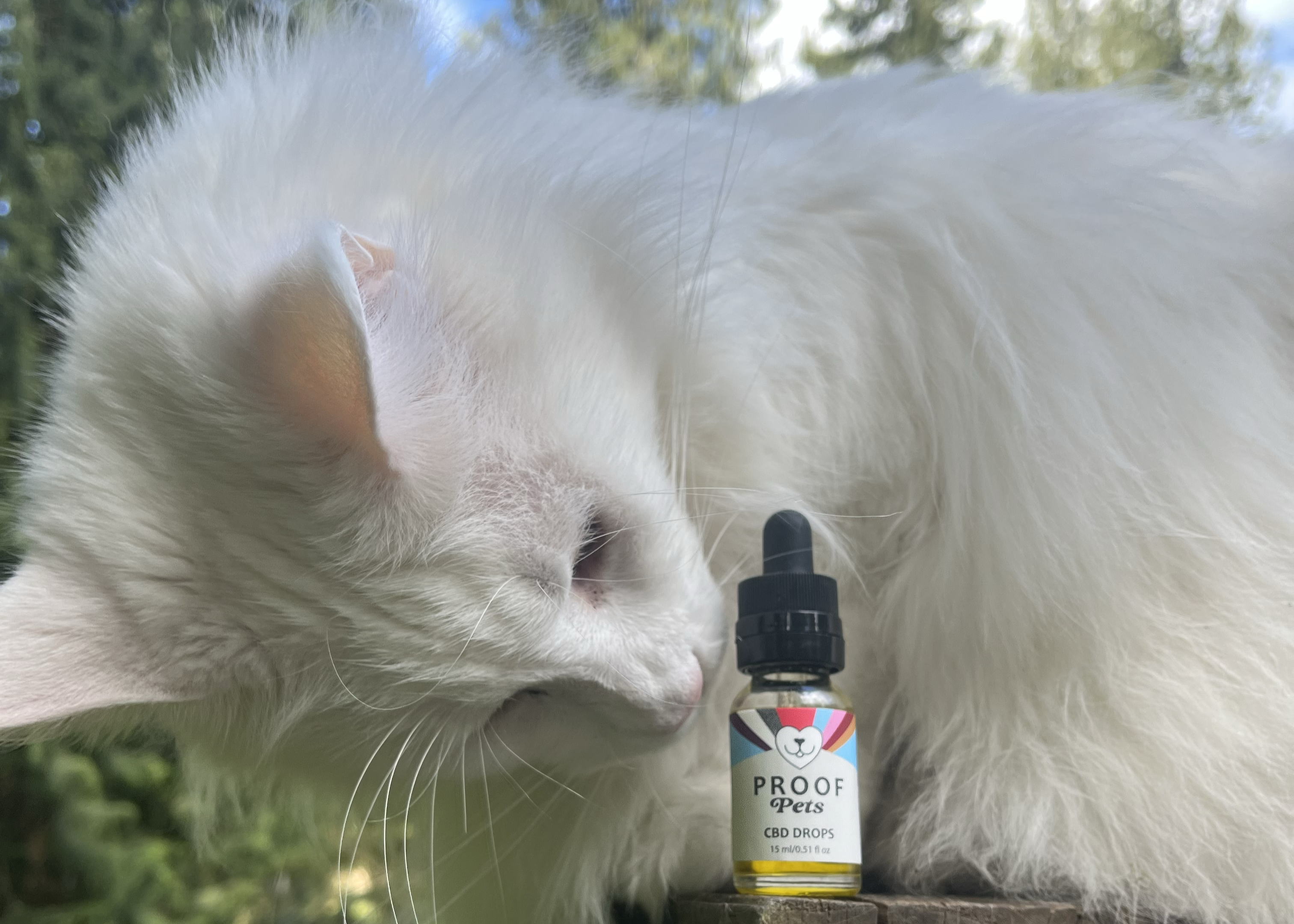White cat looks at Proof Pets CBD Drops
