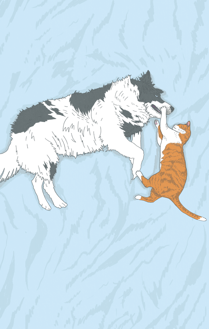 Illustration of cat and dog playing on the ground with a blue background.